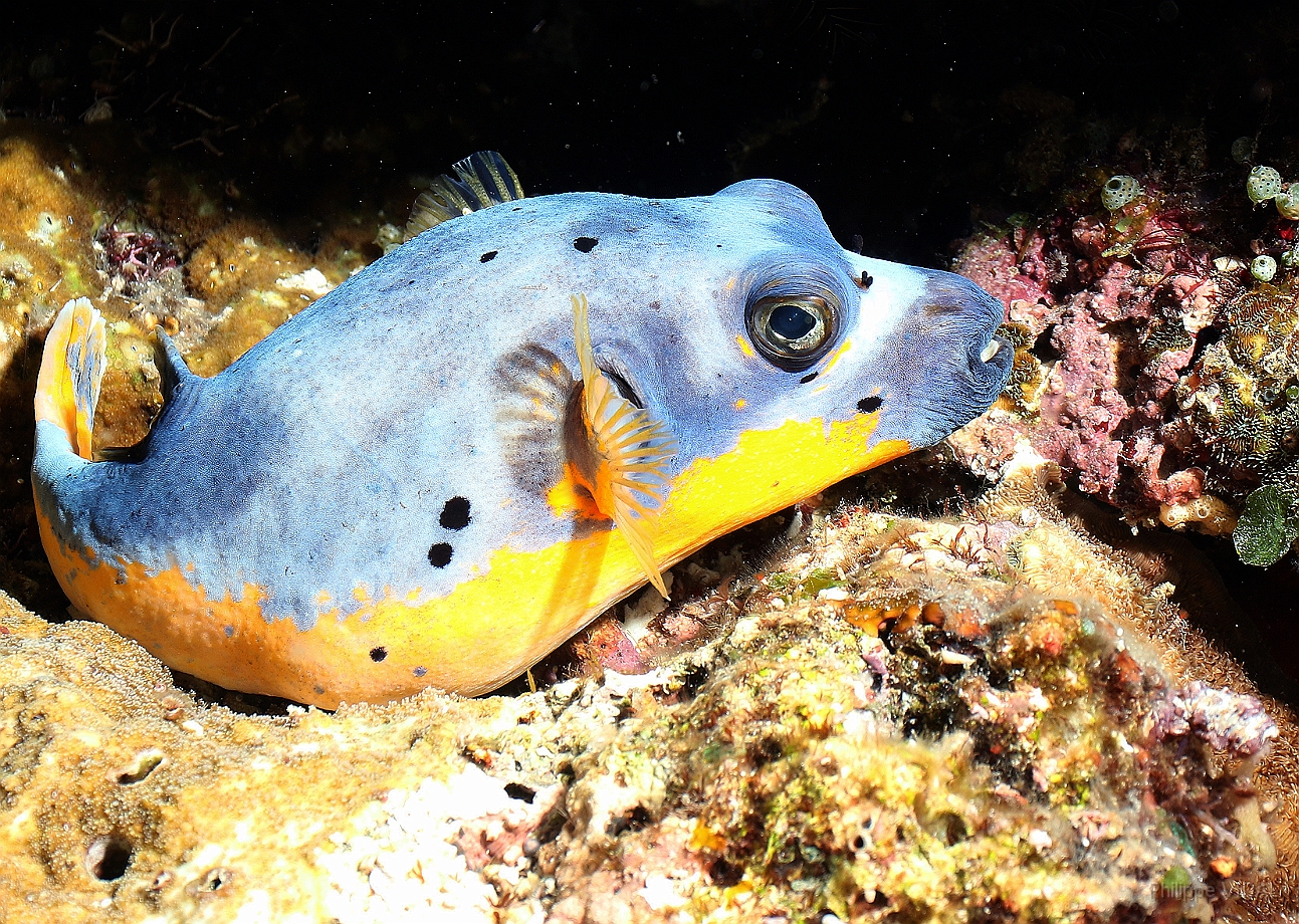 Raja Ampat 2016 - Arothron nigropunctatus - Blackspotted Puffer - Tetrodon jaune - IMG_4211_rc.jpg